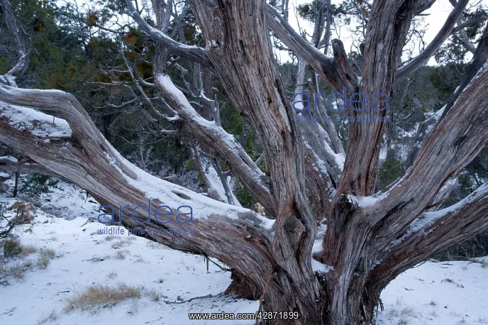  : Ancient Utah Juniper - in winter