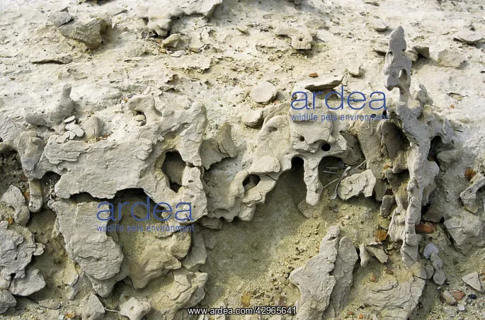 : Ancient volcanic bombs - near extinct mud volcano : Ancient volcanic bombs - near extinct mud volcano