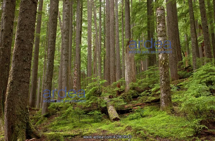 : Ancient Western hemlock - and Western red cedar : Ancient Western hemlock - and Western red cedar