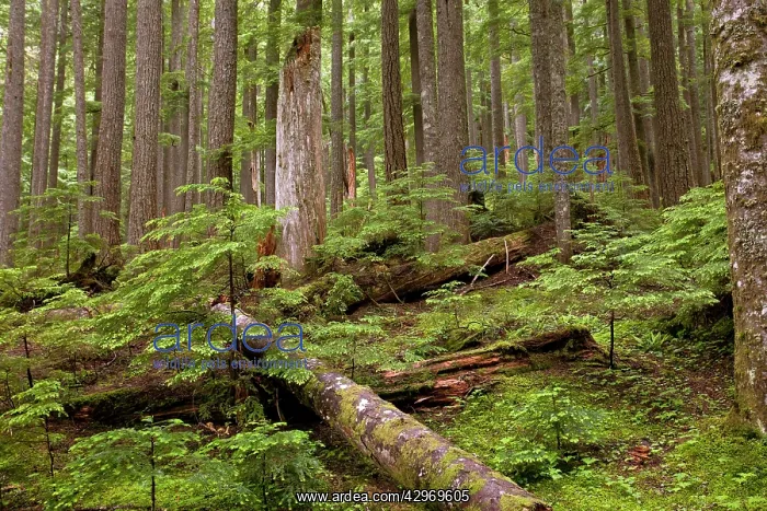 : Ancient Western hemlock - and Western red cedar : Ancient Western hemlock - and Western red cedar