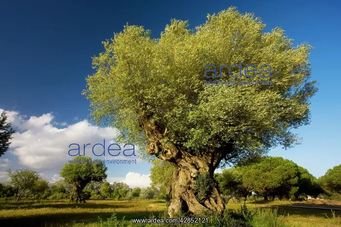 : Ancient Wild Olive trees : Ancient Wild Olive trees