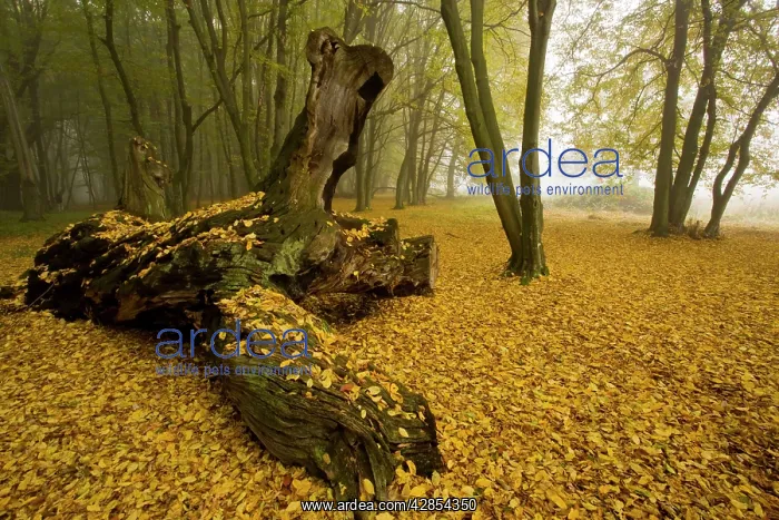  : Ancient wood pasture with old oaks and beeches