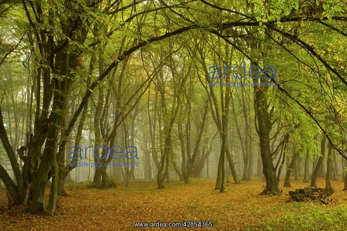 : Ancient wood pasture with old oaks and beeches : Ancient wood pasture with old oaks and beeches