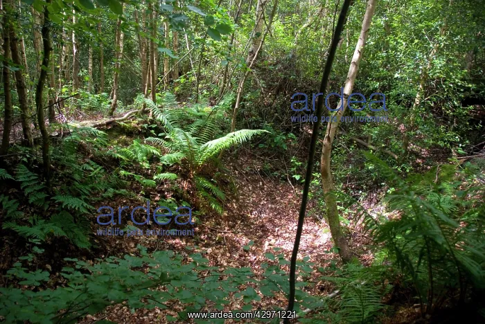 : Ancient Woodland - remains of ancient Pig droving : Ancient Woodland - remains of ancient Pig droving