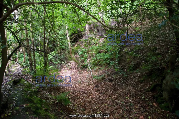 : Ancient Woodland - remains of ancient Pig droving : Ancient Woodland - remains of ancient Pig droving