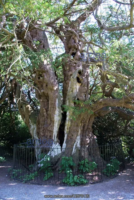 : Ancient Yew Tree - predates the cristian church : Ancient Yew Tree - predates the cristian church