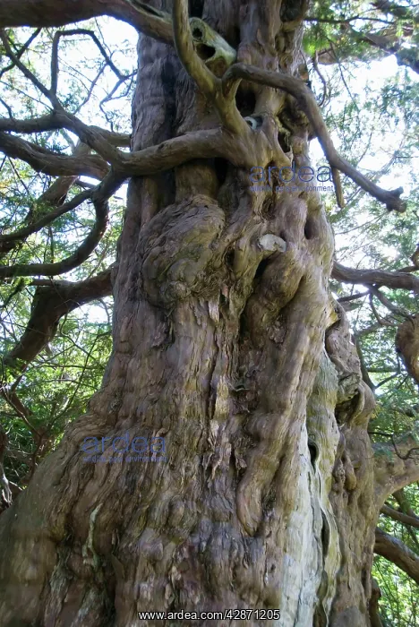 : Ancient Yew Tree - predates the cristian church : Ancient Yew Tree - predates the cristian church