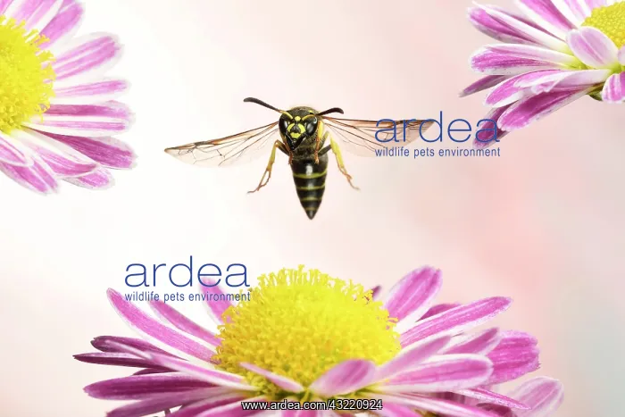 : Ancistrocerus nigricornis (Ancistrocerus nigricornis) : Ancistrocerus nigricornis (Ancistrocerus nigricornis)