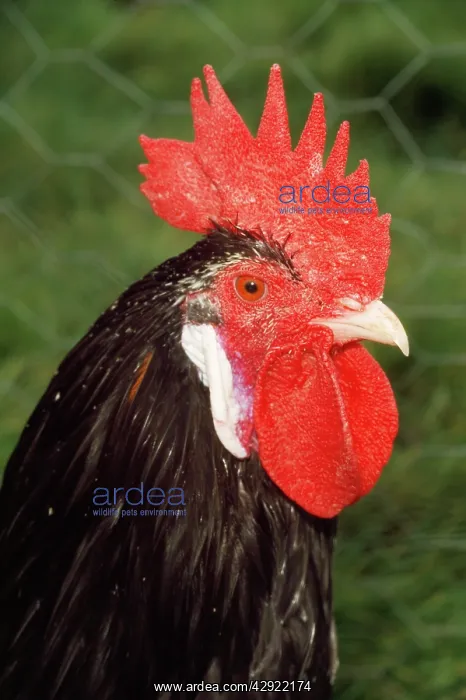  : Ancona Chicken - Italian