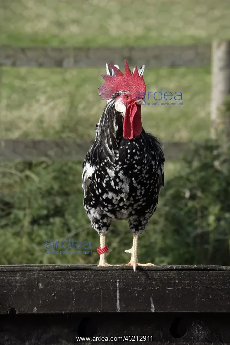 : Ancona cock Warwickshire : Ancona cock Warwickshire