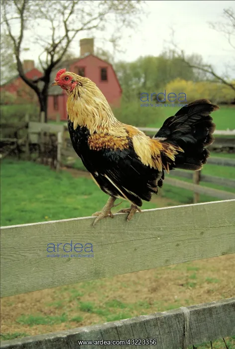  : Ancona fowl