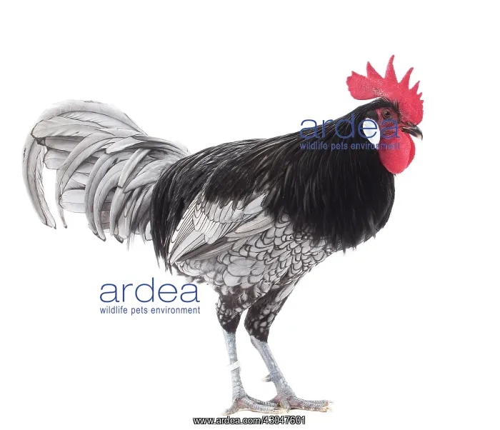  : Andalusian Chicken Cockerel  /  Rooster