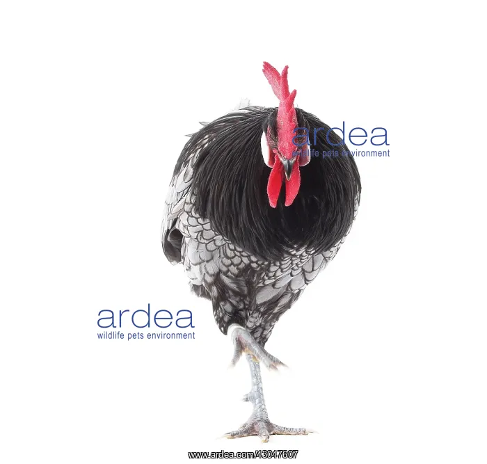  : Andalusian Chicken Cockerel  /  Rooster