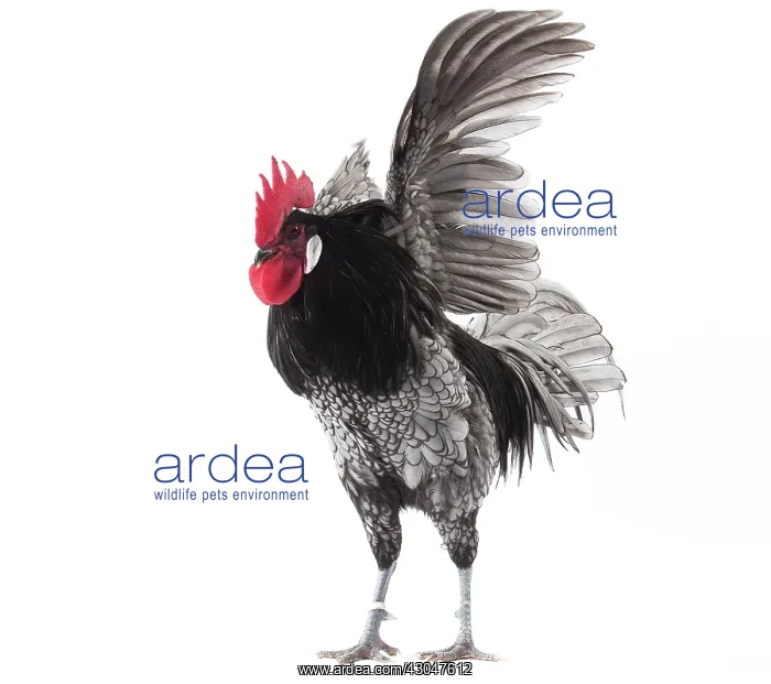  : Andalusian Chicken Cockerel  /  Rooster