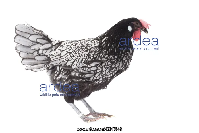 : Andalusian Chicken Cockerel / Rooster : Andalusian Chicken Cockerel / Rooster
