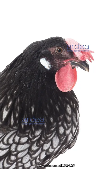  : Andalusian Chicken Cockerel  /  Rooster