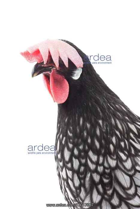  : Andalusian Chicken Cockerel  /  Rooster