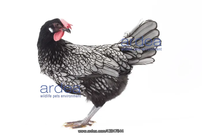 : Andalusian Chicken Cockerel / Rooster : Andalusian Chicken Cockerel / Rooster