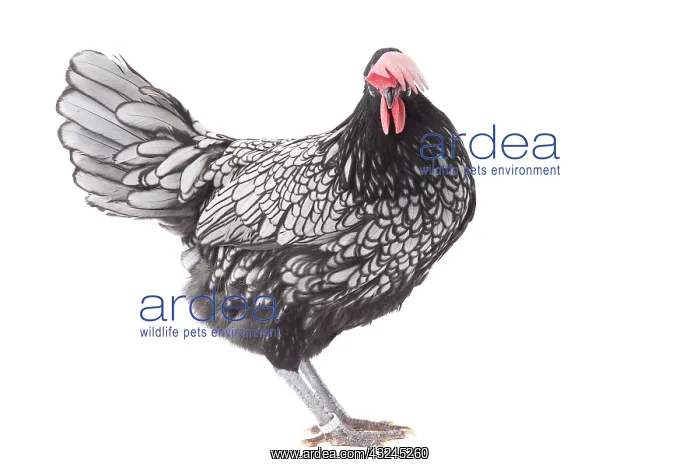 : Andalusian Chicken Cockerel / Rooster : Andalusian Chicken Cockerel / Rooster