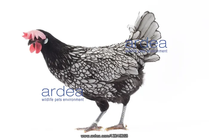 : Andalusian Chicken Cockerel / Rooster : Andalusian Chicken Cockerel / Rooster