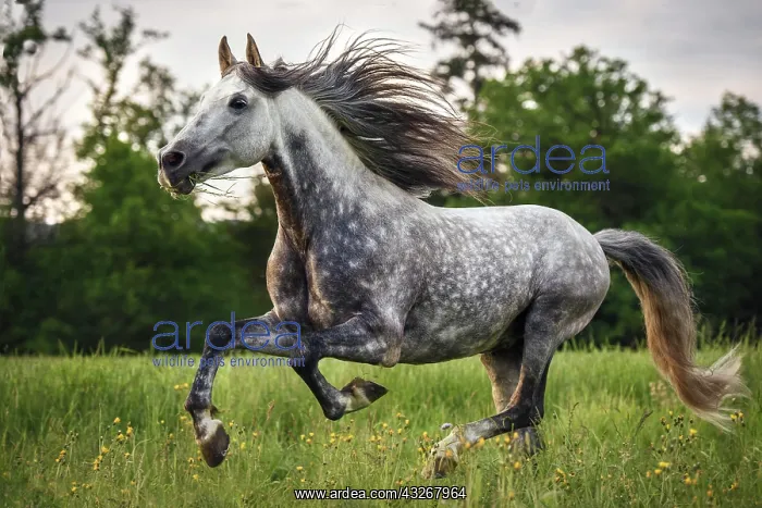 : Andalusian (Equus), grey horse galops over flower : Andalusian (Equus), grey horse galops over flower