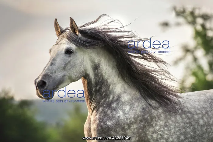 : Andalusian (Equus), grey horse with waving mane : Andalusian (Equus), grey horse with waving mane