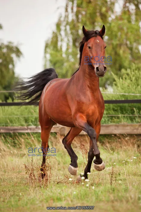 : Andalusian, gelding, Bay, trotting on meadow : Andalusian, gelding, Bay, trotting on meadow