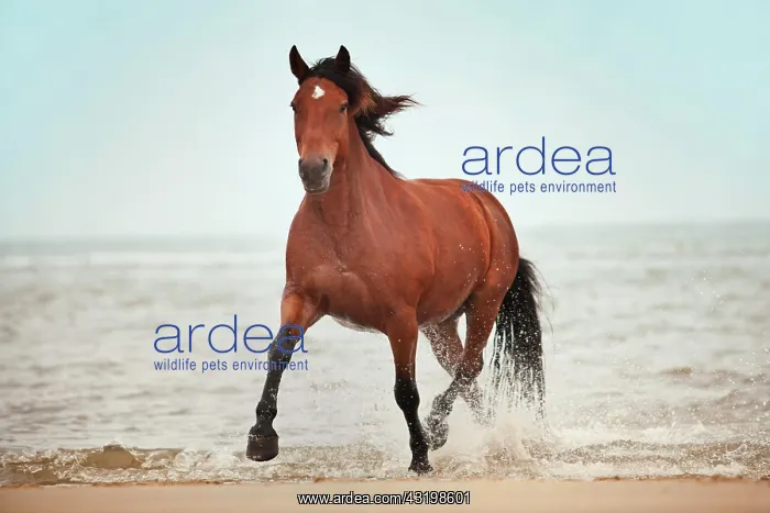 : Andalusian half-breed gelding, brown with a facial : Andalusian half-breed gelding, brown with a facial