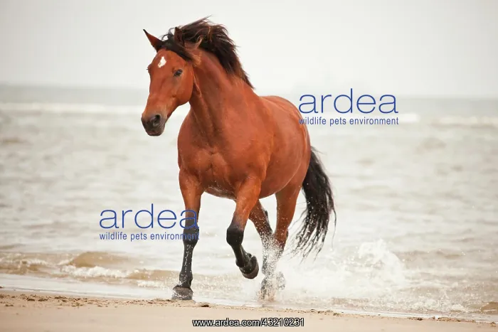 : Andalusian half-breed gelding, brown with a facial : Andalusian half-breed gelding, brown with a facial