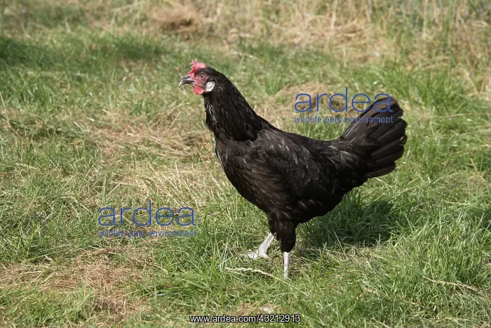 : Andalusian hen in grass Warwickshire : Andalusian hen in grass Warwickshire
