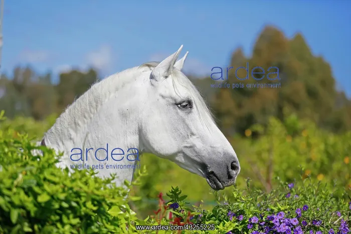 : Andalusian horse, looking over a hedge with flowers : Andalusian horse, looking over a hedge with flowers