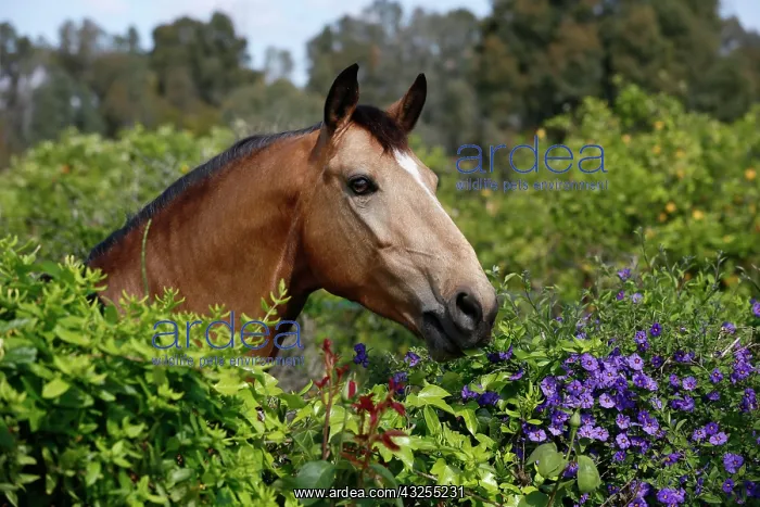 : Andalusian horse, looking over a hedge with flowers : Andalusian horse, looking over a hedge with flowers