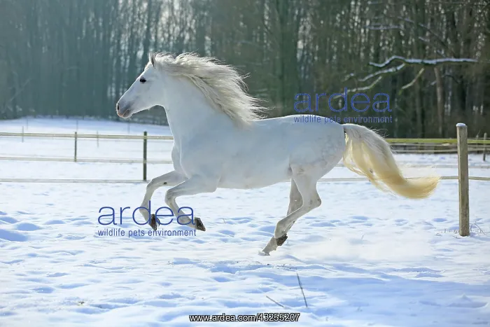 : Andalusian in the snow : Andalusian in the snow