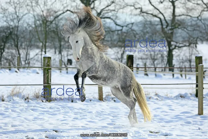 : Andalusian in the snow : Andalusian in the snow