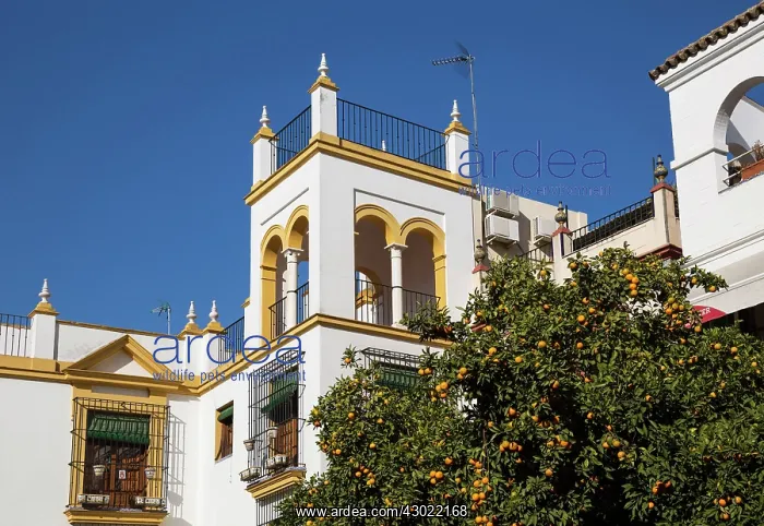 : Andalusian style residence - and Bitter / Seville Oranges : Andalusian style residence - and Bitter / Seville Oranges