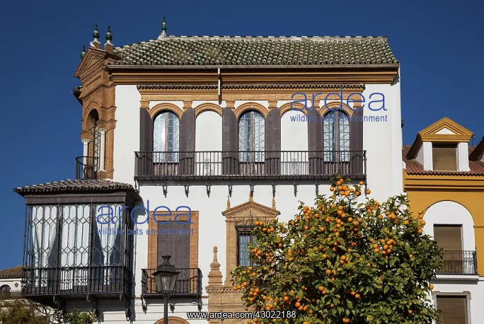 : Andalusian style residence - and Bitter / Seville Oranges : Andalusian style residence - and Bitter / Seville Oranges