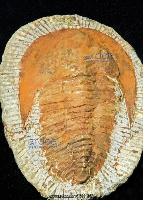 : Andalusiana Trilobite Fossil : Andalusiana Trilobite Fossil