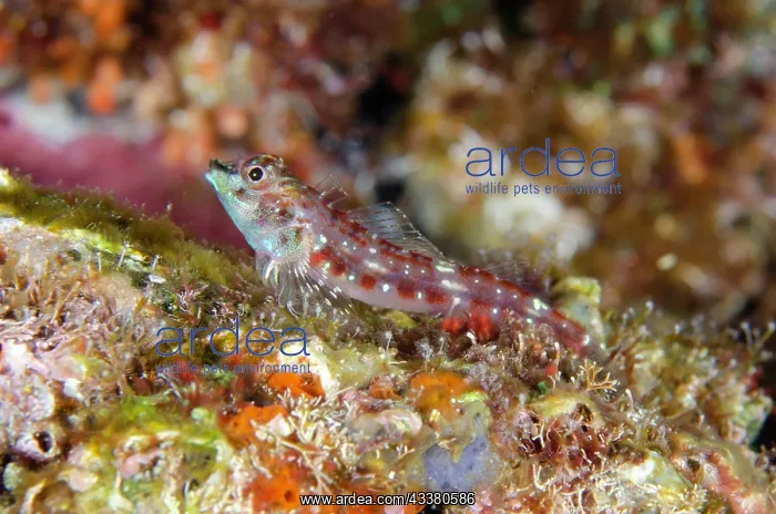 : Andaman Triplefin : Andaman Triplefin