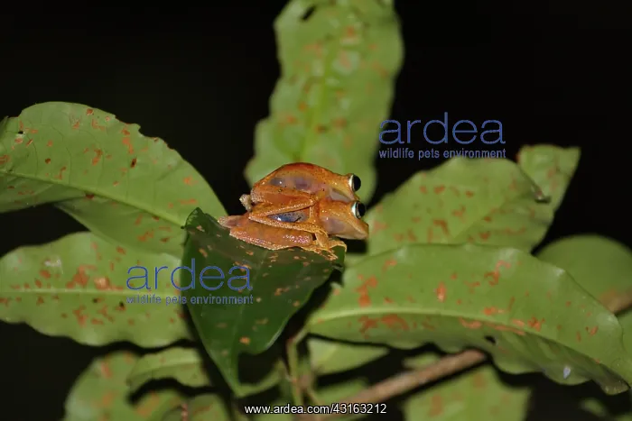 : Andasibe Bright-eyed Frog (Boophis pyrrhus) couple mating at : Andasibe Bright-eyed Frog (Boophis pyrrhus) couple mating at