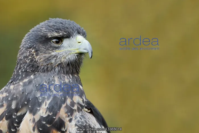 : Andean buzzard or black-chested buzzard-eagle (Geranoaetus : Andean buzzard or black-chested buzzard-eagle (Geranoaetus