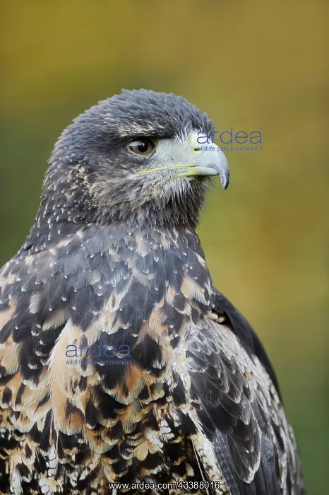 : Andean buzzard or black-chested buzzard-eagle (Geranoaetus : Andean buzzard or black-chested buzzard-eagle (Geranoaetus