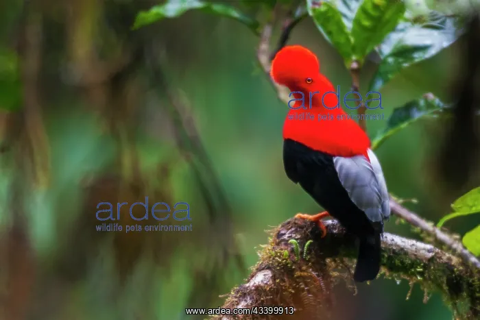 : Andean cock-of-the-rock, cloud forest. Andes, Ecuador : Andean cock-of-the-rock, cloud forest. Andes, Ecuador