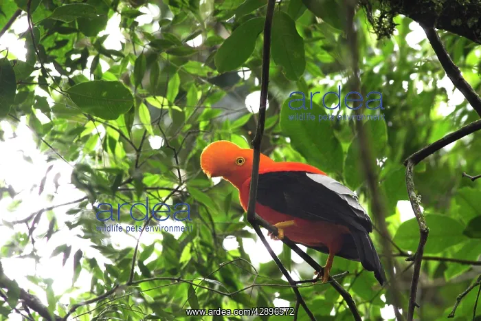 : Andean Cock-of-the-rock - male : Andean Cock-of-the-rock - male