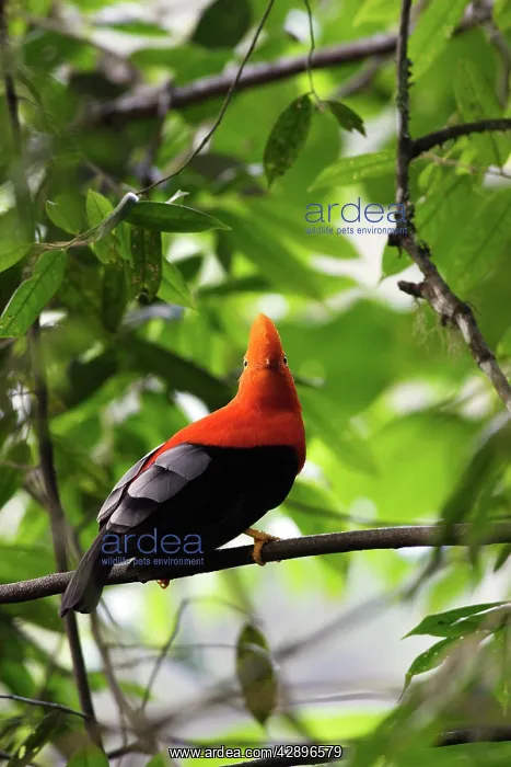 : Andean Cock-of-the-rock - male : Andean Cock-of-the-rock - male