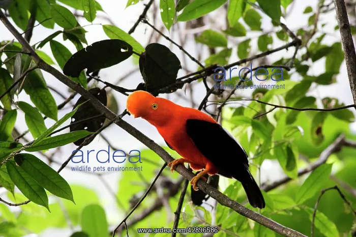 : Andean Cock-of-the-rock - male : Andean Cock-of-the-rock - male