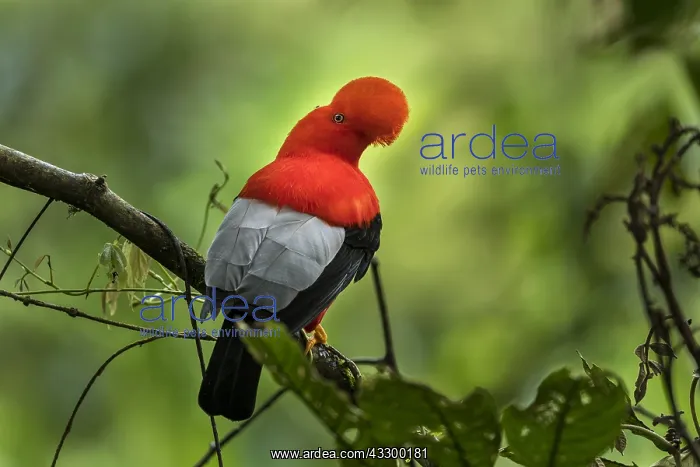 : Andean Cock-of-the-rock (Rupicola peruvianus) Natural : Andean Cock-of-the-rock (Rupicola peruvianus) Natural