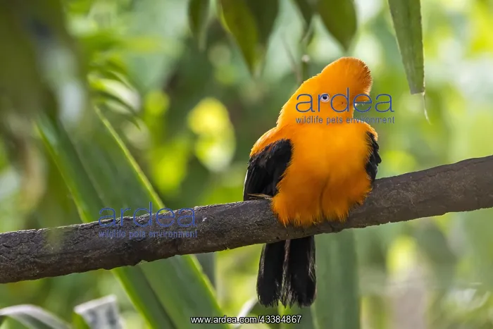 : Andean cock-of-the-rock, tunki (Rupicola peruvianus) : Andean cock-of-the-rock, tunki (Rupicola peruvianus)