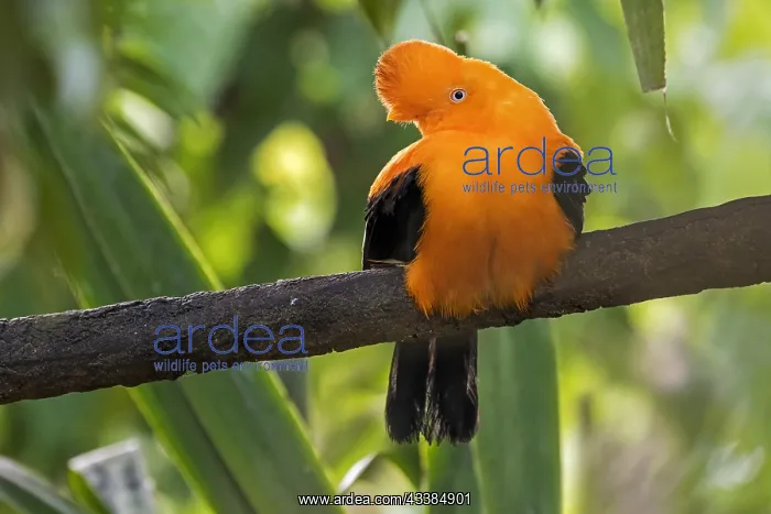 : Andean cock-of-the-rock, tunki (Rupicola peruvianus) : Andean cock-of-the-rock, tunki (Rupicola peruvianus)