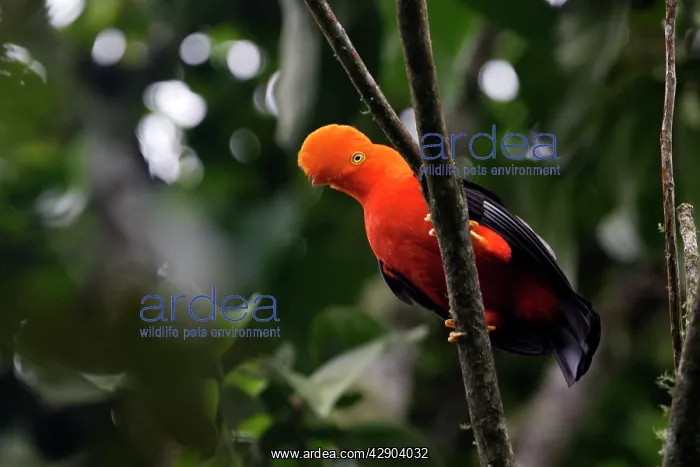 : Andean Cock of the rock : Andean Cock of the rock