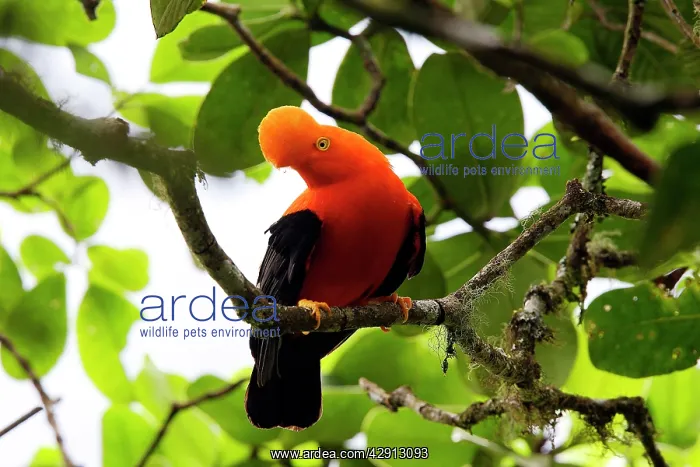 : Andean Cock of the Rock : Andean Cock of the Rock